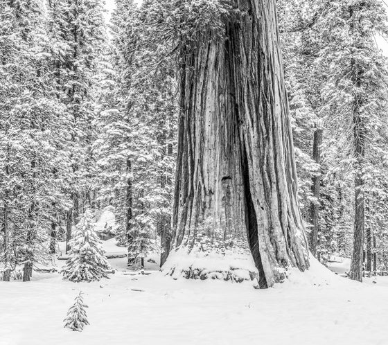 a sequoia tree in the snow in black and white