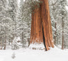 a sequoia tree in the snow